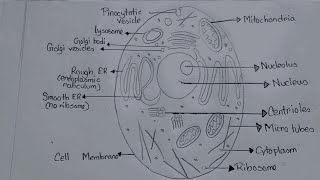 Animal Cell Diagram Drawing CBSE  easy way  labeled Science project  Step by step [upl. by Der]