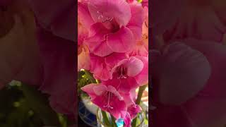 My Stunning Gladioli Display prettyflowers flowers growyourown shorts [upl. by Nedrob]