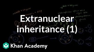 Extranuclear inheritance 1  Biomolecules  MCAT  Khan Academy [upl. by Amatruda283]