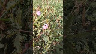 Shalawat Badar Mimosa pudica music nature cover musicgenre [upl. by Gnof]