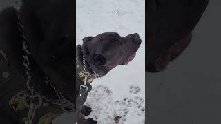 CANE CORSOS amp BANDOG MASTIFFS amp DOGO ARGENTINO amp GERMAN SHEPHERDS amp DOBERMAN PINSCHER TRAINING 😱😱😱 [upl. by Deadman413]