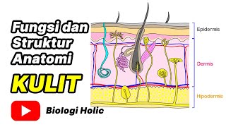 Fungsi dan Struktur Anatomi Kulit Animasi [upl. by Web]