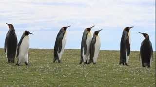 King Penguins Strutting Their Stuff [upl. by Ecahc]