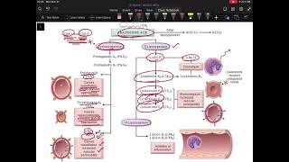 Prostaglandins and Leukotriene synthesis  Lipoxygenase vs Cyclooxygenase pathway  Chapter 3 [upl. by Ettenay60]