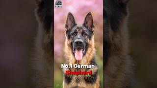 Top 3 Powerful Dogs Used in Military Operations🤯 [upl. by Akila]