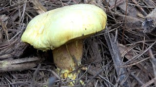 Chicken Fat Mushroom  Suillus americanus [upl. by Duston]