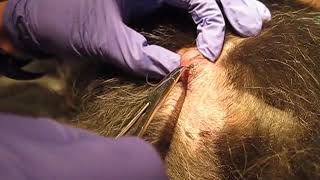 Cuterebra Removal [upl. by Jehoash]