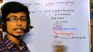 RNA purification [upl. by Rumery]