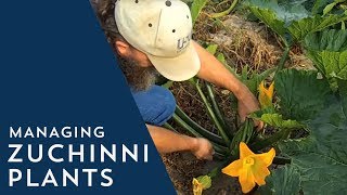 How to Manage Zucchini Plants [upl. by Reste826]