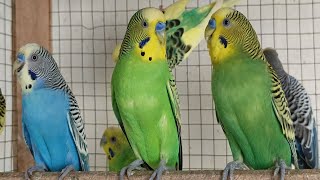 Help Lonely Budgies to Chirp Nature Parakeets Bird Sound 12 Hr budgie sounds play for your sad bird [upl. by Kenay227]