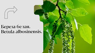 Береза белая Betula albosinensis [upl. by Vonnie]