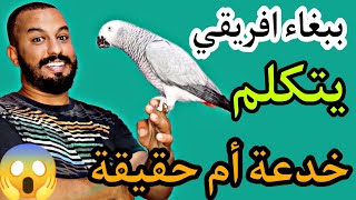 ببغاء افريقي يتكلمحقيقة او خدعة سوف نتعرف على هذه الخدعة 😱🤔 لا تتسرع في ختيار القرار [upl. by Htebiram]