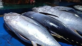 Live 28 July 24 ‼️🔥 Cutting of yellowfin tuna by skilled hands at the Sorong fish market in Papua [upl. by Tadeo462]