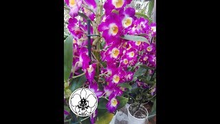 Dendrobium Nobile lOrchidea Bambù [upl. by Theone]