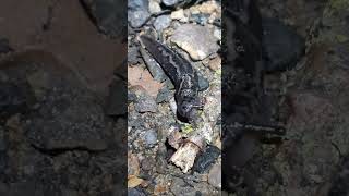 Limax maximus  Biggest slug  Limace Leopard animals [upl. by Elias]