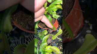 The plant dangerous 😆 shorts short trending viralshorts viral tamil sadstatus sad doglover [upl. by Milstone]