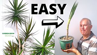 How to Propagate a Dracaena Marginata With a High Success Rate [upl. by Kezer]