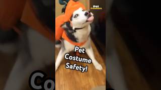 How To Safely Dress Your Pet for Halloween  Pet Pointers [upl. by Kleiman]