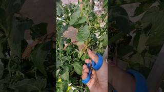 Tomato Plant care 🍅gardening gardeningchannel tomato tomatoes shorts viralshorts ytshortsyt [upl. by Baumann]