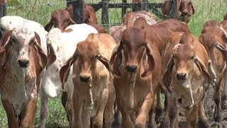 Manejo Genético del Ganado Gyr Lechero  TvAgro por Juan Gonzalo Angel [upl. by Branham]