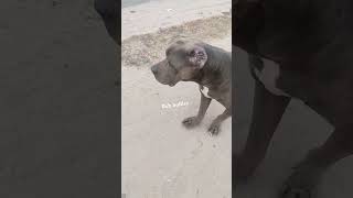 american bully xxl kerala dog pitbull americanbully feedshorts ytshorts pets yt [upl. by Pittman]