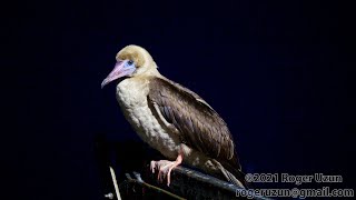 HDObservations  RedFooted Booby 4K UHD [upl. by Alam]