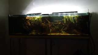 Papua New Guinea Biotope Update [upl. by Schwinn]