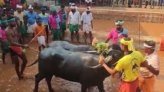 Kambala Start  Ubar Uppinangady  Mangalore 2024 [upl. by Pisarik]