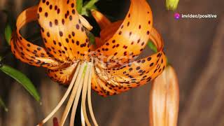 Unveiling the Tiger Lily 5 Fascinating Facts flowers garden [upl. by Bud]