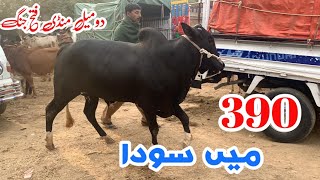 Domail mandi today 29112024 latest update ll part 2 ll taxila mandi ll jamil tv ll [upl. by Rhine]