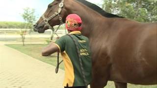 Les COULISSES du Turf  La Retraite des Chevaux de Courses [upl. by Atinaujnas]