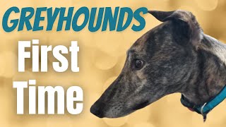 Greyhounds First Time [upl. by Eshelman50]