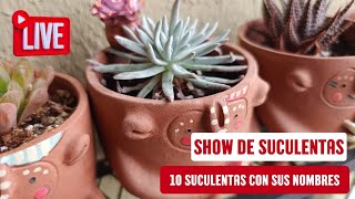 SHOW DE SUCULENTAS 10 suculentas con sus nombres [upl. by Charie371]