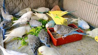 Budgies Parrots In Good Chilly Mode  Enjoying Early Morning Diet  Healthy Parakeets [upl. by Phaidra191]