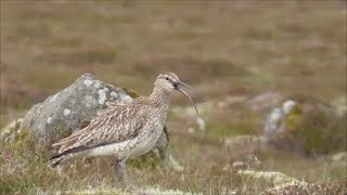 Whimbrel Calling [upl. by Donni]