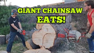 Giant Mercury Kiekhaefer 2 Man Twin Cylinder Chainsaw Eatin Silver Maple [upl. by Lundquist]