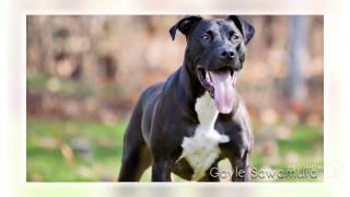 Great Danebull Dog breed [upl. by Melodie821]