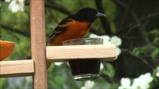 Oriole Feeders  Nature Products USA [upl. by Philipa]