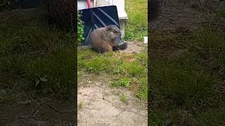 What Should This Adorable Cutie Groundhog Name Be groundhog cute adorable cutie critter yard [upl. by Onida]