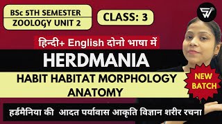 HERDMANIA or Sea SquirtHabit amp Habitat Morphology amp AnatomyBSc 5th SemUnit 2 [upl. by Benkley]