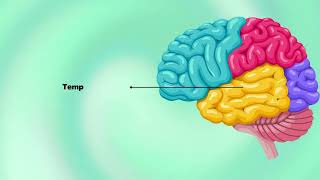 Parts of the Brain [upl. by Je]