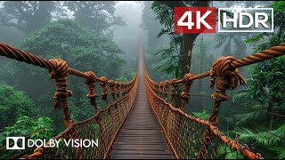 Green AMBIENCE DOLBY VISION 4K HDR  So Real Youll Forget Youre Inside 60 FPS [upl. by Neall]