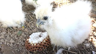 Chicks Unusual Feast Removing a Hornet Nest [upl. by Previdi]