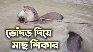 Otter Fishing in Bangladesh  Fishing with Animals  ভোঁদড় দিয়ে মাছ ধরা [upl. by Nosrej]