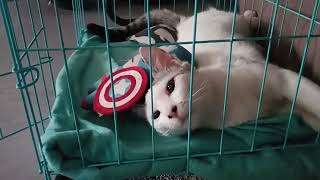 COCO AND EFFECT OF VACCINE Vlog71cat coco [upl. by Daveen]