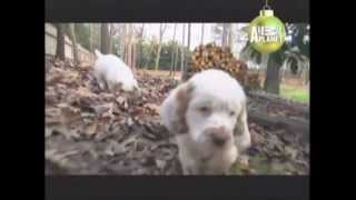 CLUMBER SPANIEL  ABC CANINO  101 DOGS  ESPAÑOL [upl. by Rehpoitsirhc]