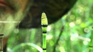 Equisetum hyemale releases spores [upl. by Aigroeg]