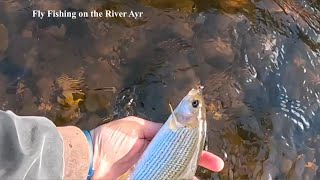 Fly Fishing for Trout and Grayling on the River Ayr with Davie McPhail [upl. by Olinad]