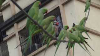 Redbreasted Parakeet with Roseringed Parakeets [upl. by Sclater]