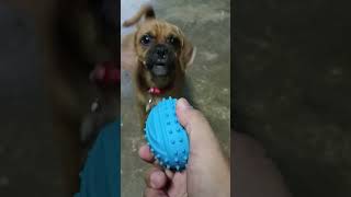 Doggie pugglelife puggles puggle shortvideo dog doglover [upl. by Pooi982]